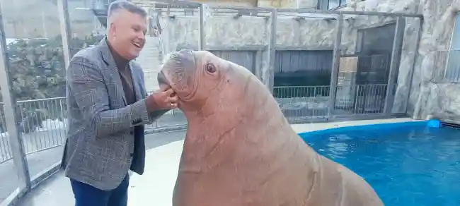 Крупный морж